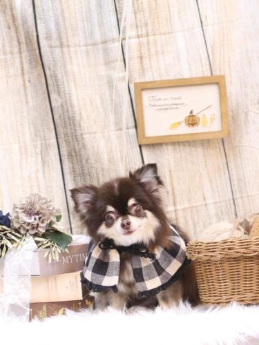 20241029ラブちゃん